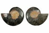 Cut/Polished Ammonite Fossil - Unusual Black Color #165670-1